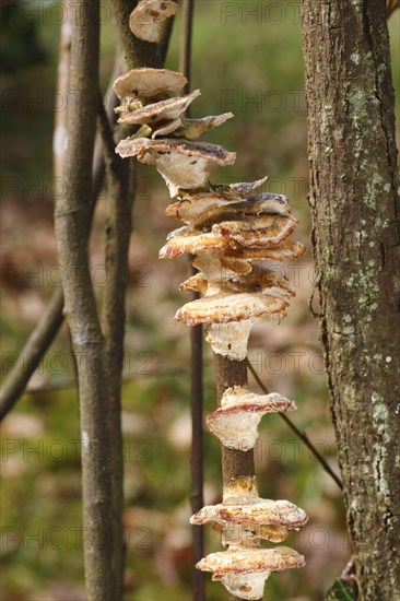 Fruiting bodies of the alder clamp