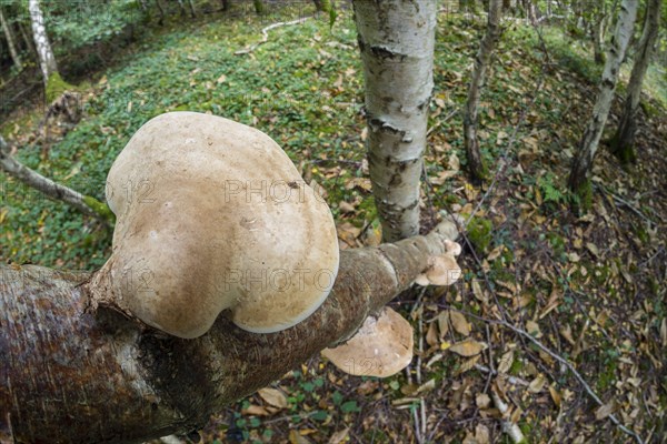 Birch polypore