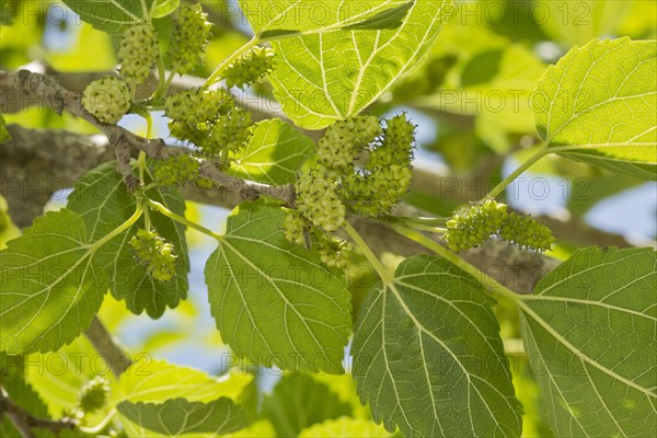 White Mulberry