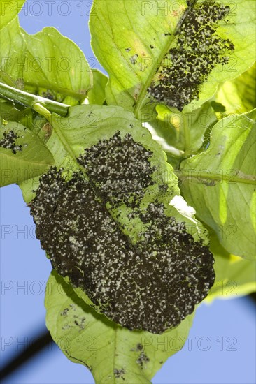 Woolly whitefly