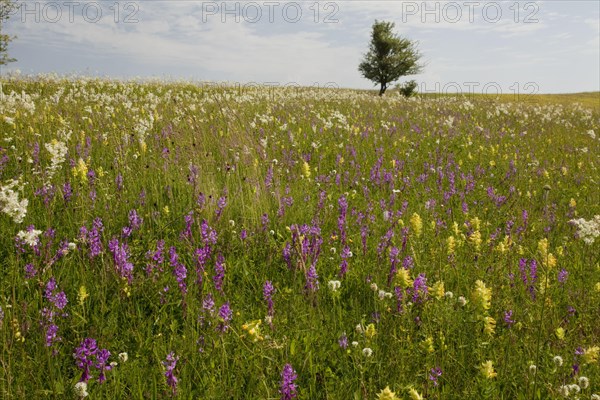 View of wildflowers in the vast grasslands around the Saxon village of Viscri