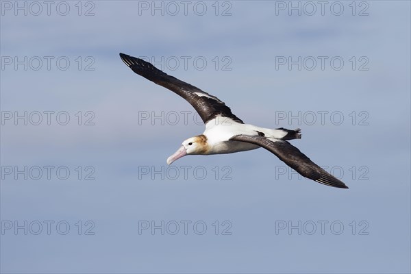 Diomedea albatrus