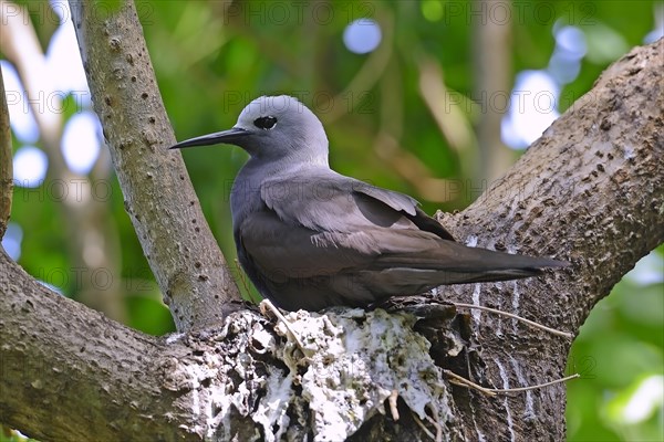 Lesser noddy