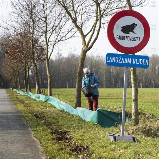 Volunteer checking the barrier with buckets for migrating amphibians