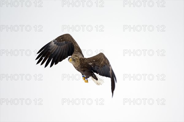 White-tailed Eagle