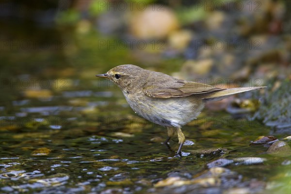 Willow warbler