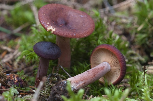 (Lactarius) badiosanguineus