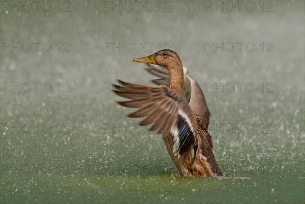 Mallard in the rain