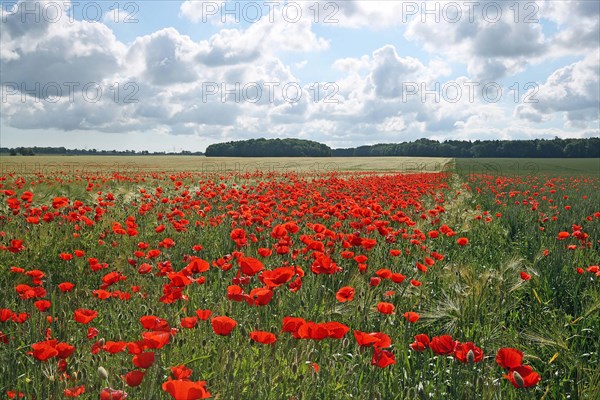 Corn poppy