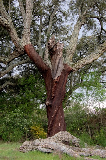 Cork oak