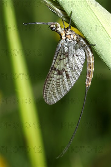 Common mayfly