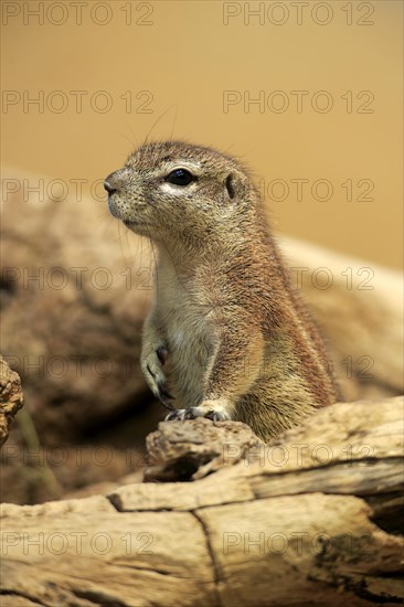 Cape ground squirrel