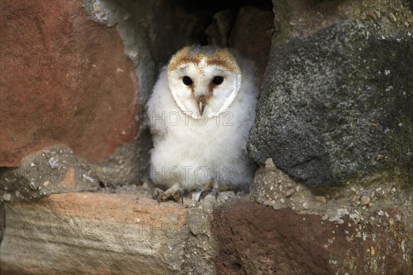 Barn Owl