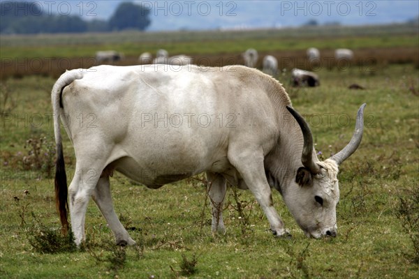 Hungarian grey cattle