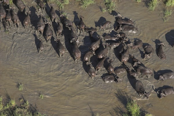 Cape buffalo