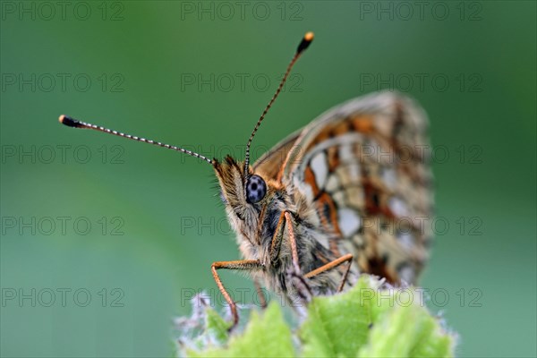 Meadowsweet mother-of-pearl butterfly