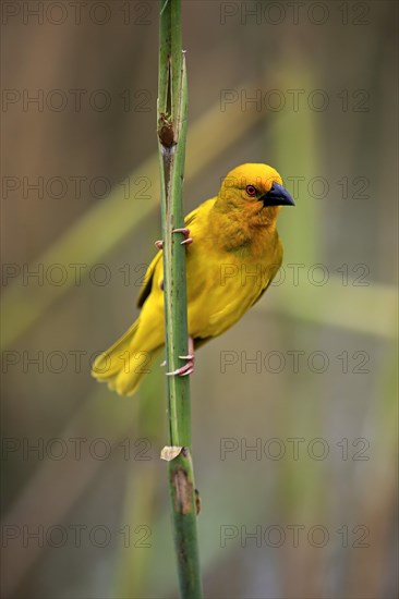 Yellow-bellied weaver