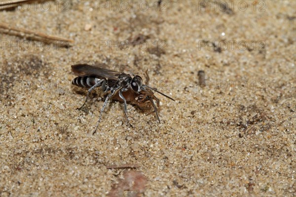 Galena wasp