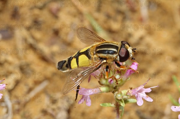 Common sun hoverfly