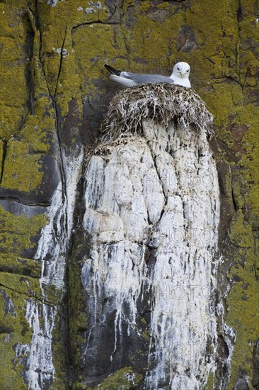 Larus tridactylus