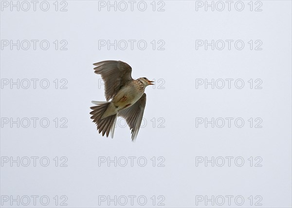 Eurasian skylark