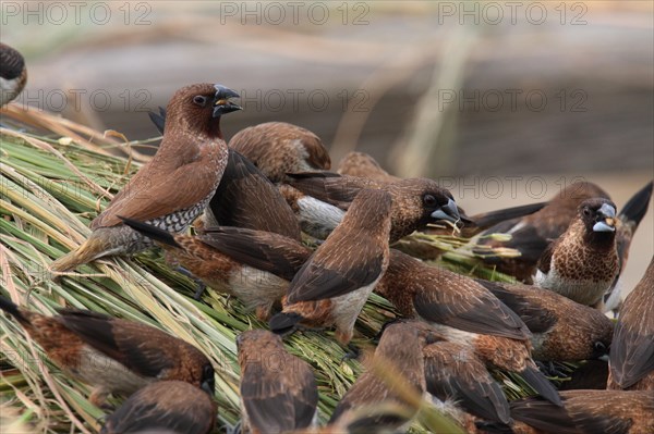 Scaly-breasted scaly-breasted munia