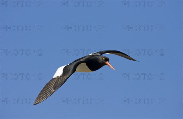 Magellanic Oystercatcher