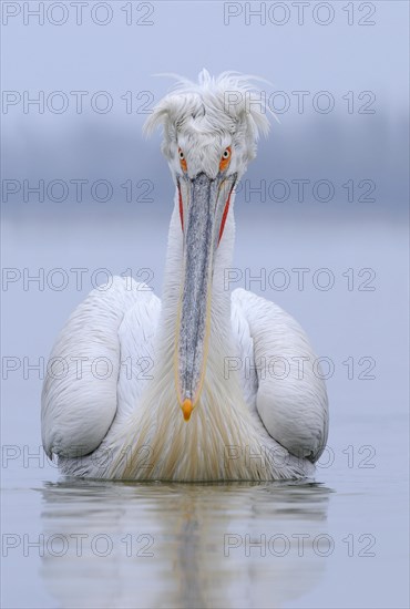 Dalmatian pelicans