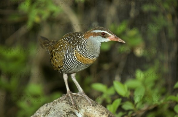 Buff-banded buff-banded rail