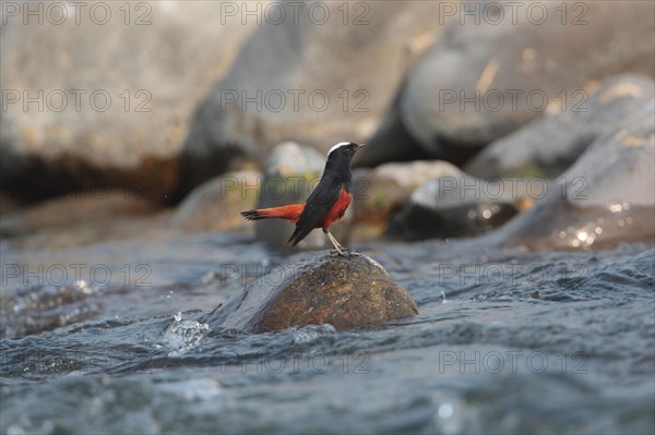 White-capped Redstart