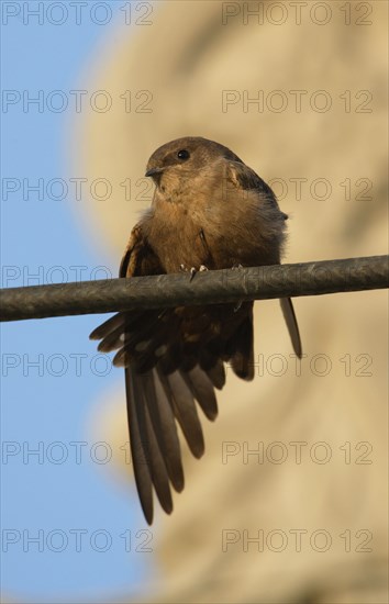 Dusky Crag-martin