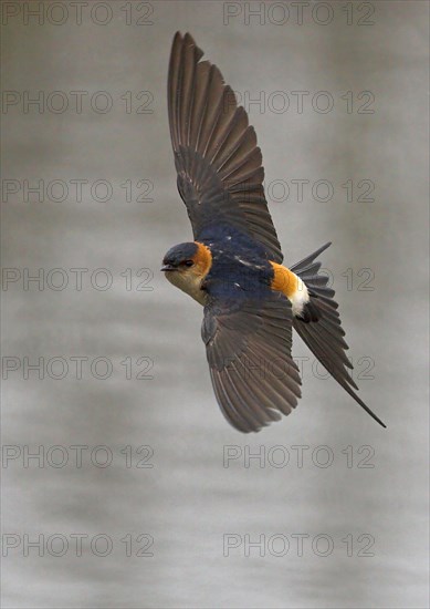 Red-rumped swallow