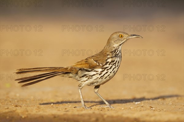 Long-billed thrasher