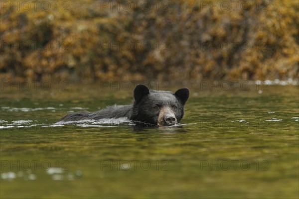 Kermode bear