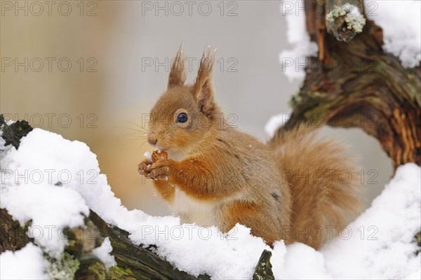 Eurasian red eurasian red squirrel