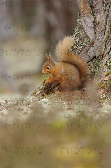 Eurasian red eurasian red squirrel