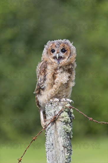 Tawny Owl