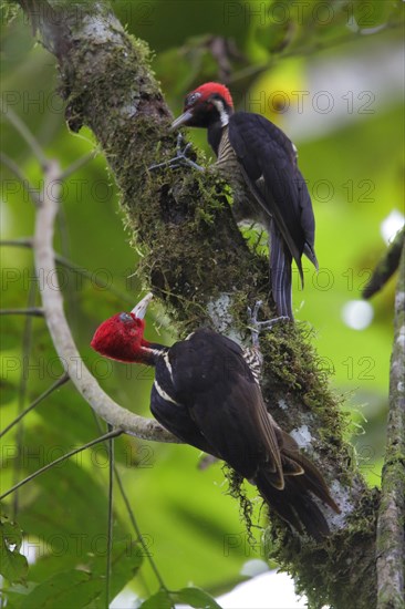 Pale-billed Woodpecker