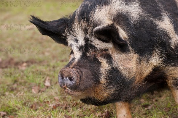 Domestic pig