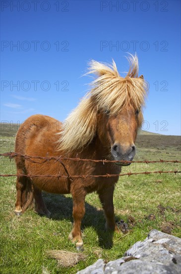 Shetland Pony