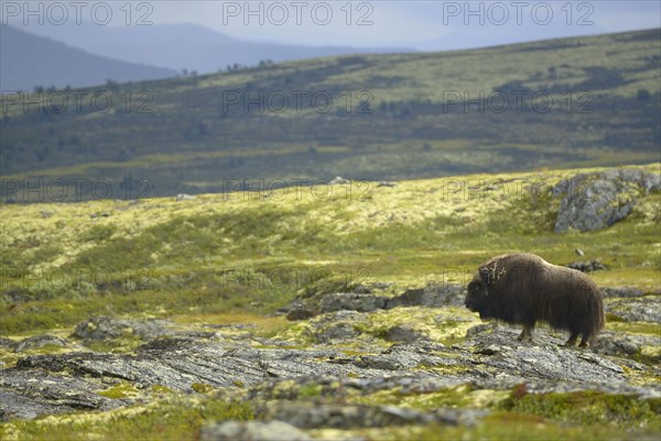 Musk oxes