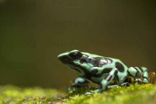 Green and Black Poison Dart Frog