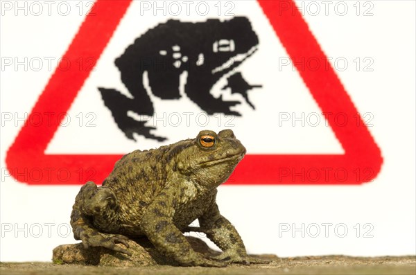 Common Toad