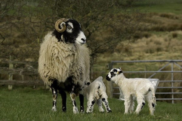 Domestic Sheep