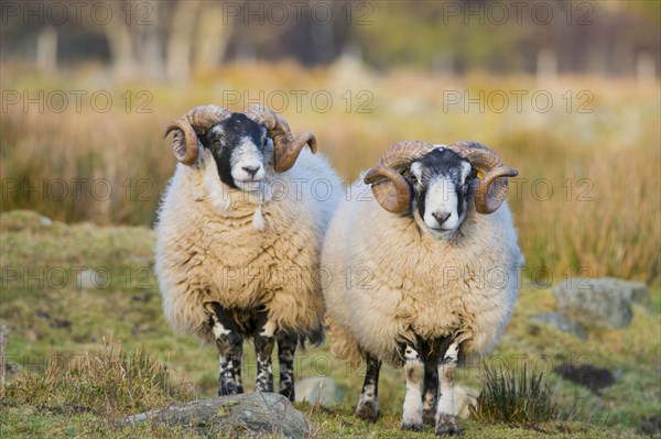 Domestic Sheep