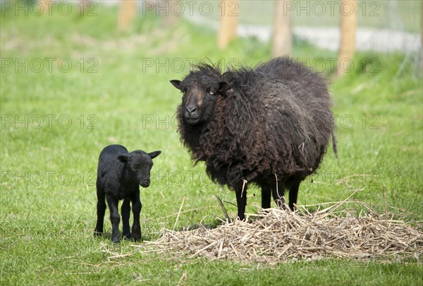 Domestic sheep