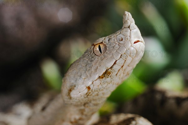 Nose-horned Viper