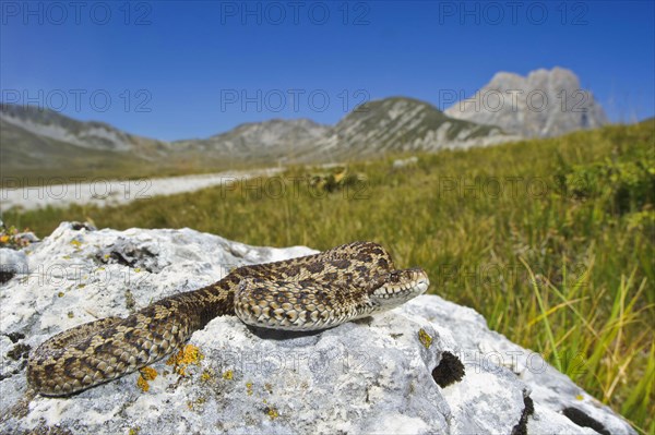 Meadow viper