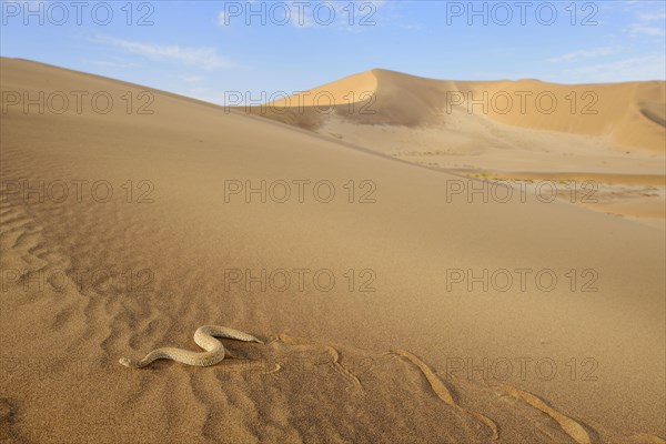 Peringuey's Adder