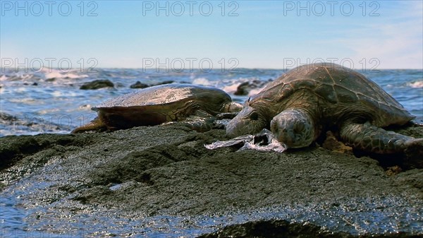 Chelonia mydas agassizi